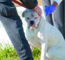 Karen Gillespie killed by dog
