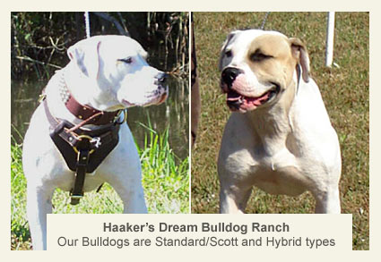 Haaker, pit bull attack, dream bulldog