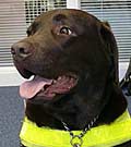 Neela Guide Dog attacked by pit bull