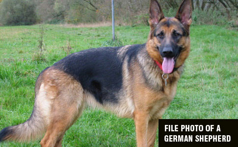 pair of german shepherds kill owner