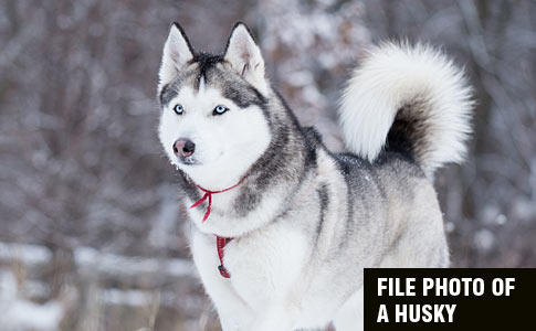 Playing dogs on snow. Husky dogs jump, bite, fight. Friendly two siberian  husky dogs. Stock Photo