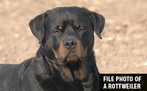 pet rottweiler kills owner