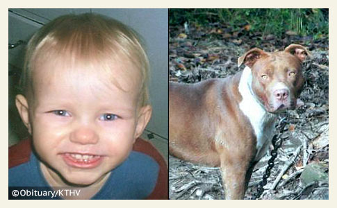 Prescott boy killed by chained pit bull