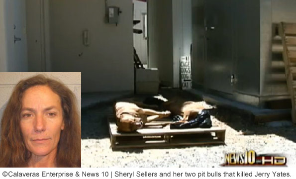 sheryl sellers and her pit bull that killed jerry yates