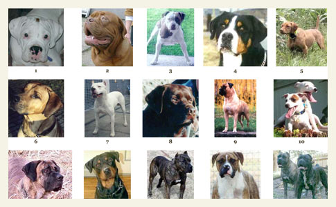 find the pit bull deceptive test