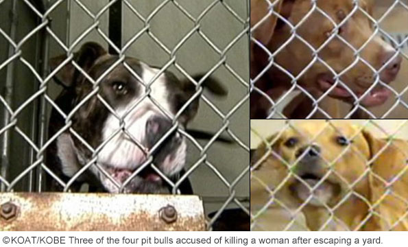 Pit bulls that killed Margaret Salcedo