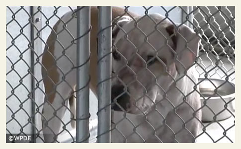 mary jo hunt killed by rescue pit bulls