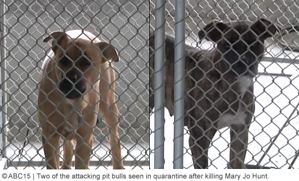 mary jo hunt killed by her pack of rescued pit bulls