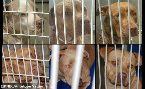 Pit bulls killed Pamela Devitt