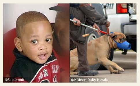 bullmastiff kills child in killeen, texas