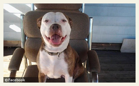 pit bull kills wheeling man