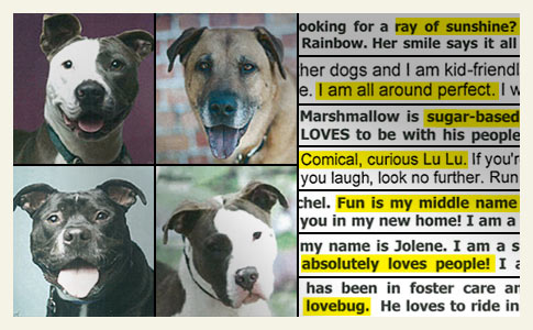 What's Behind the Clickbait Web Advertisements of Aggressive Shelter