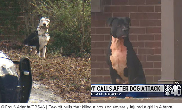 thee pit bulls kill child atlanta going to school