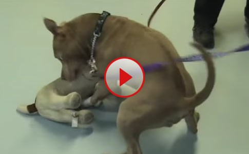 pitbull dogs fighting videos