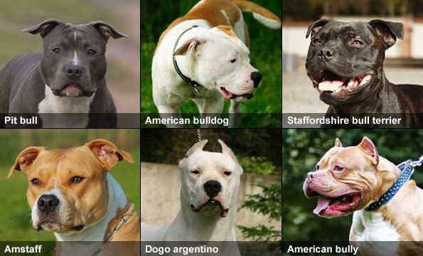 pit bull type dog breeds