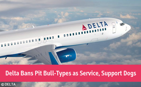 Delta bans pit bull-type dogs as service, support dogs