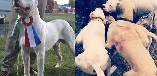 dogo argentino kennel bay area