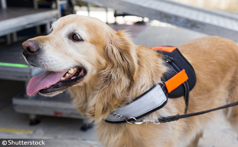 can service dogs wear prong collars