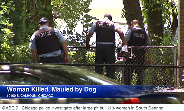 Chicago police investigate after larege pit bull kills woman