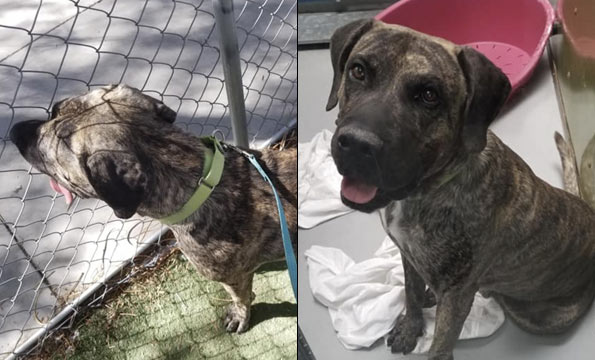 adopted mastiff kills owner las vegas