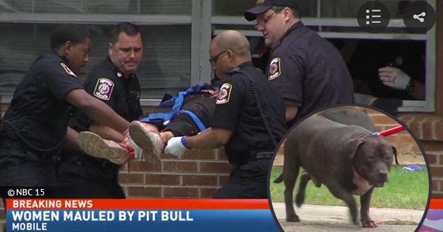 Cane Creek Park Nc Pit Bull Attack Footage Captures Daring Rescue by First Responders, After Dramatic