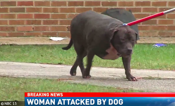Dramatic owner attack by family pit bull in Mobile