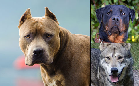 US estimate - breed specific laws 2019