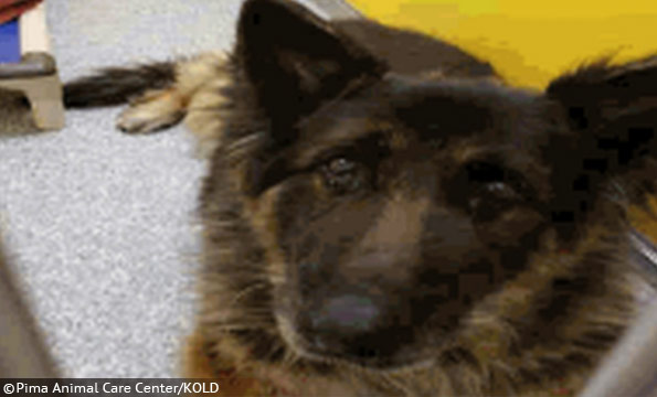 Tucson mother arrested dog bite