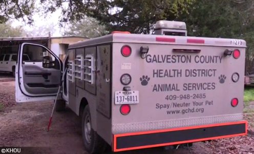 galveston fatality dogsbite mauled