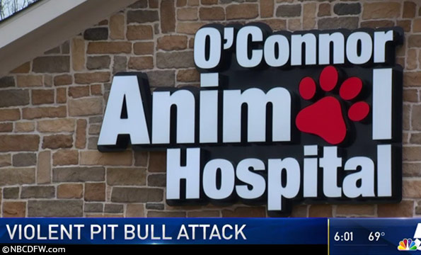 bite quarantine pit bulls kill