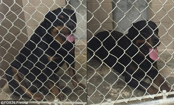 roaming rottweilers kill boy fresno