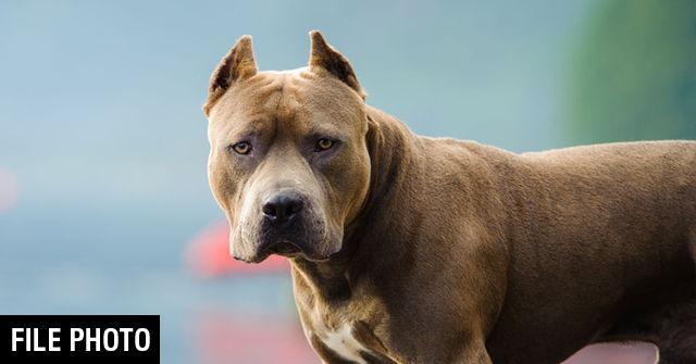 Should pit bulls be banned? Should Owners of these dogs should be charged with manslaughter if their dog kills?
