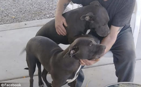 pair of adopted pit bulls kill henderson man