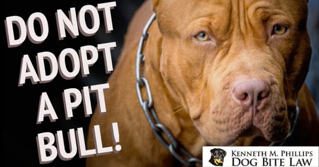 Rebranding the pit bull: Family-friendly pet or danger to children