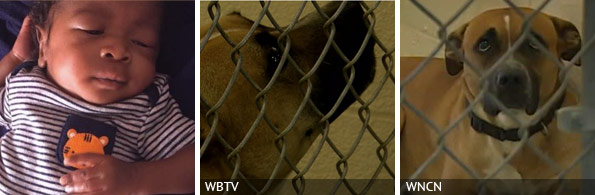 Jacari Long fatal pit bull attack, breed identification photograph