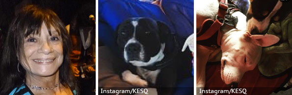 Lana Bergman fatal pit bull attack, breed identification photograph