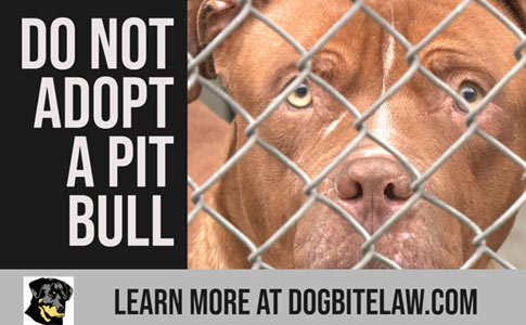 do not adopt a pit bull during coronavirus