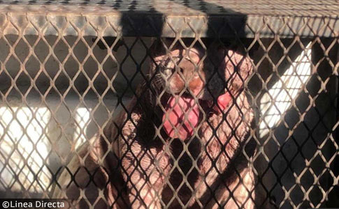 the devil pit bull kills owner, saltillo, mexico