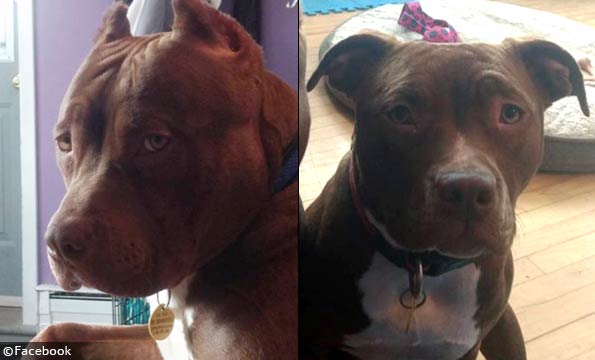 Elisa Pilarski Facebook - Pit Bull Described As Mild Mannered Brutally Kills Female Owner During A Walk In The Province Of Nova Scotia Dogsbite Blog