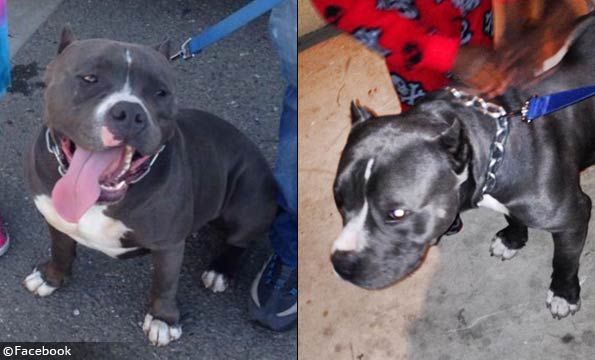 fatally attacking pit bull named Rocko