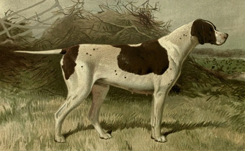 Vintage pointer dog - sensible dog people