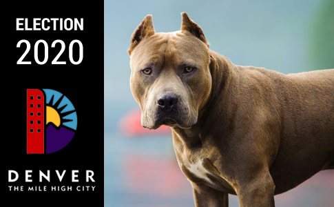 Denver Pit Bull Ban, in Place 30 Years, Could Be Lifted - The New