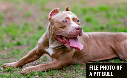 Pit Bulls & Pit Bull Type Dogs (The Photo Book Projects, Volume 3