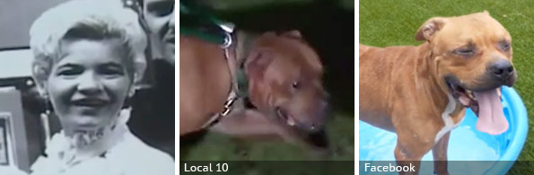 Carolyn Varanese fatal pit bull attack, 2020 breed identification photograph