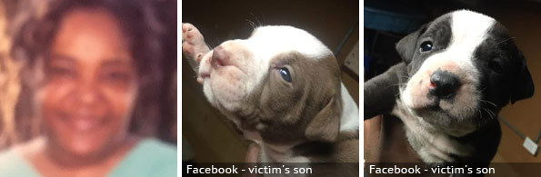 Katie Amos fatal pit bull attack, 2020 breed identification photograph