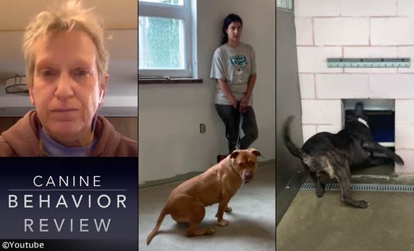 Shelter Dog Behavior Review with Sue Sternberg