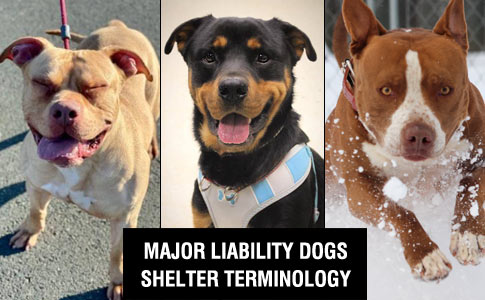 major liability dogs - shelter terms
