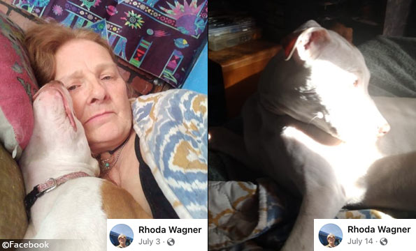 dog sitting pit bulls - rhoda wagner