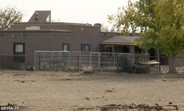 dogs being fostered killed boy