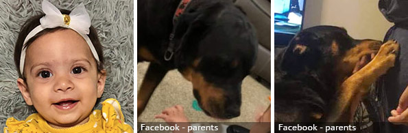 Malia Winberry fatal rottweiler attack, 2021 breed identification photograph